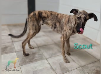 Scout geb. 12/2023 (in Deutschland) - wunderschöner, kluger und sportlicher Galgo-Mix!