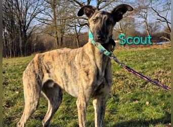 Scout geb. 12/2023 (in Deutschland) - wunderschöner, kluger und sportlicher Galgo-Mix!