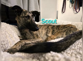 Scout geb. 12/2023 (in Deutschland) - wunderschöner, kluger und sportlicher Galgo-Mix!