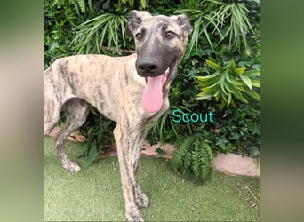 Scout geb. 12/2023 (in Deutschland) - wunderschöner, kluger und sportlicher Galgo-Mix!