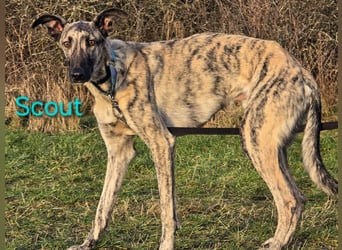 Scout geb. 12/2023 (in Deutschland) - wunderschöner, kluger und sportlicher Galgo-Mix!