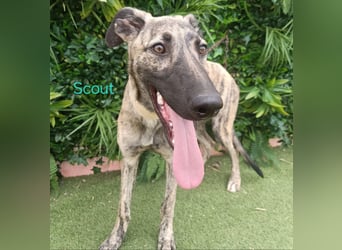 Scout geb. 12/2023 (in Deutschland) - wunderschöner, kluger und sportlicher Galgo-Mix!