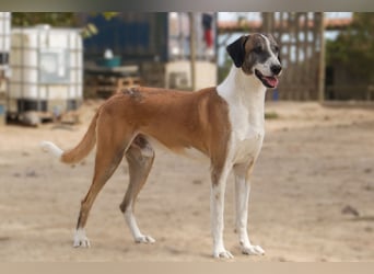 *Mr Park* | Ein besonderer Name *|* Für einen besonderen Hund |