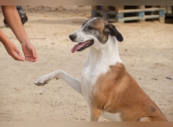 *Mr Park* | Ein besonderer Name *|* Für einen besonderen Hund |