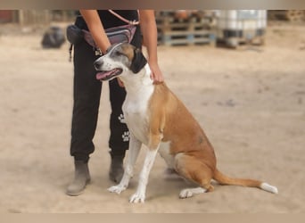 *Mr Park* | Ein besonderer Name *|* Für einen besonderen Hund |