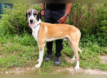 *Mr Park* | Ein besonderer Name *|* Für einen besonderen Hund |