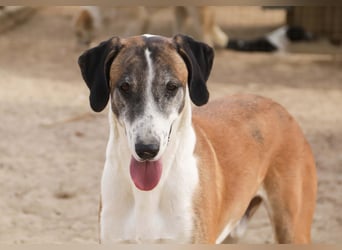 *Mr Park* | Ein besonderer Name *|* Für einen besonderen Hund |