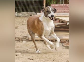 *Mr Park* | Ein besonderer Name *|* Für einen besonderen Hund |