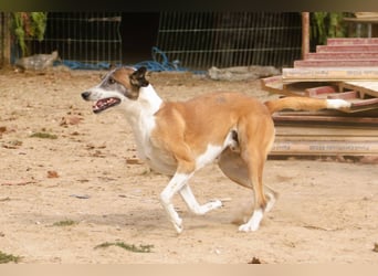 *Mr Park* | Ein besonderer Name *|* Für einen besonderen Hund |
