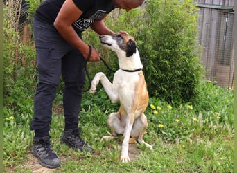 *Mr Park* | Ein besonderer Name *|* Für einen besonderen Hund |