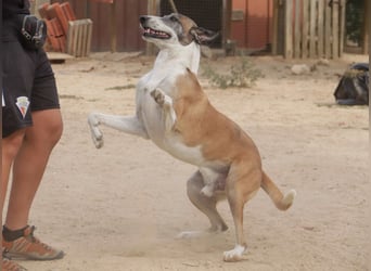 *Mr Park* | Ein besonderer Name *|* Für einen besonderen Hund |