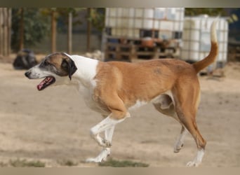 *Mr Park* | Ein besonderer Name *|* Für einen besonderen Hund |