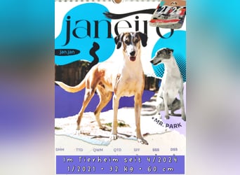 *Mr Park* | Ein besonderer Name *|* Für einen besonderen Hund |