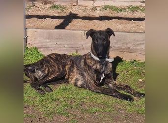 Bruce - lebensfroher Galgo sucht aktive Menschen