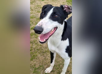 Harley, wunderschöner Galgo sucht Zuhause