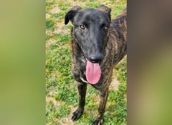 Civic - wunderschöner Galgo-Malinois-Mox