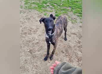 Civic - wunderschöner Galgo-Malinois-Mox