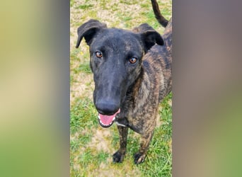 Civic - wunderschöner Galgo-Malinois-Mox