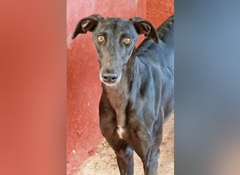 Charlotte, wunderschöne Galga Dame sucht Familie