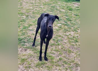 Charlotte, wunderschöne Galga Dame sucht Familie