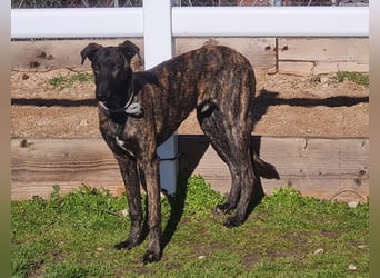 Bruce - lebensfroher Galgo sucht aktive Menschen