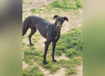 Charlotte, wunderschöne Galga Dame sucht Familie