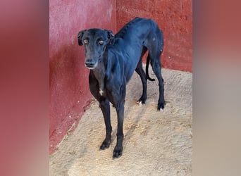 Charlotte, wunderschöne Galga Dame sucht Familie