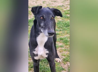 Omar - verschmuster Galgo sucht Familie