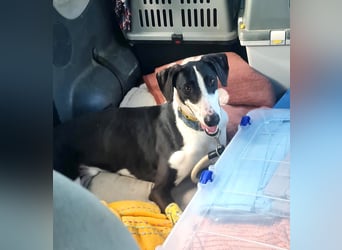 Harley, wunderschöner Galgo sucht Zuhause