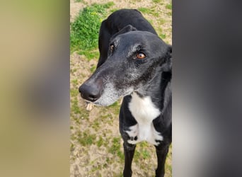 Omar - verschmuster Galgo sucht Familie