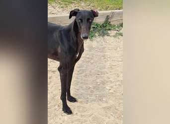 Charlotte, wunderschöne Galga Dame sucht Familie