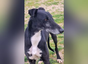 Omar - verschmuster Galgo sucht Familie