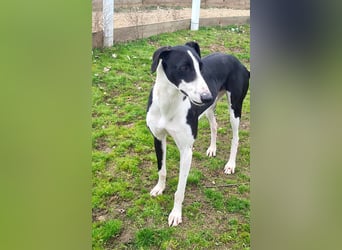 Harley, wunderschöner Galgo sucht Zuhause