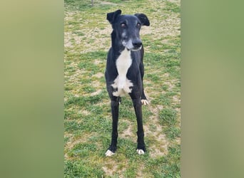 Galgo Navin sucht Dosenöffner