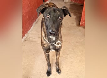 Civic - wunderschöner Galgo-Malinois-Mox