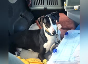 Harley, wunderschöner Galgo sucht Zuhause
