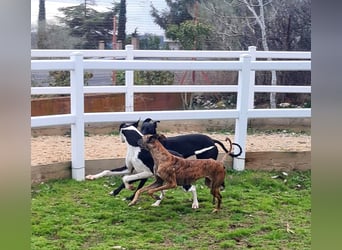 Harley, wunderschöner Galgo sucht Zuhause
