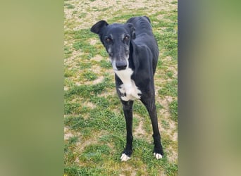 Omar - verschmuster Galgo sucht Familie