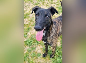 Civic - wunderschöner Galgo-Malinois-Mox