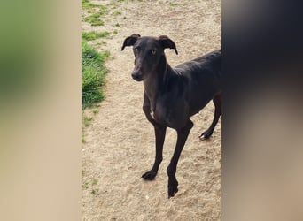 Charlotte, wunderschöne Galga Dame sucht Familie