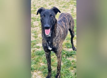 Bruce - lebensfroher Galgo sucht aktive Menschen