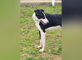 Harley, wunderschöner Galgo sucht Zuhause
