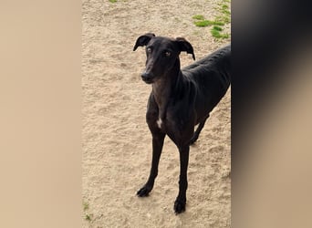 Charlotte, wunderschöne Galga Dame sucht Familie