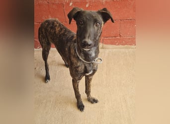 Bruce - lebensfroher Galgo sucht aktive Menschen
