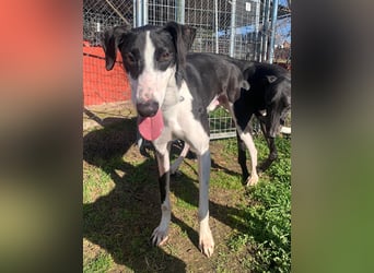 Harley, wunderschöner Galgo sucht Zuhause