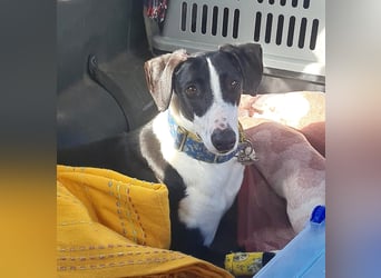 Harley, wunderschöner Galgo sucht Zuhause