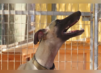 Anatol - eine Siamkatze als Galgo - einfach wunderschön!!!