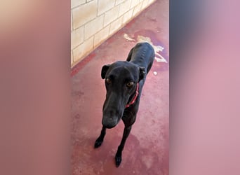 Kiwi - schwarzer Prinz sucht Zuhause