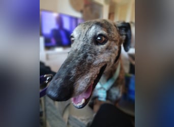 Leon - Galgo im besten Alter sucht dich!!!