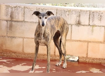 Agripina - Galgo-Ömi sucht endlich ihr Zuhause